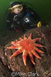 Diver viewing vibrant sunstar. nikon d70 with 10.5mm lens... by Mike Clark 